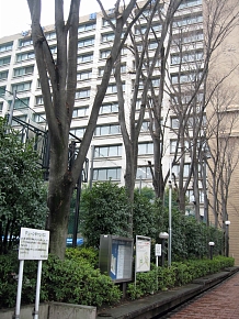 同窓会寄贈記念樹2